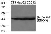 Western blot analysis of extracts from 3T3, HepG2 and C2C12 cells using b-Enolase(ENO-3) Antibody.
