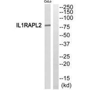 Western blot analysis of extracts from COLO205 cells, using IL1RAPL2 antibody.
