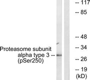 Western blot analysis of extracts from 3T3 cells, treated with EGF (200ng/ml, 30mins), using Proteasome α3 (Phospho-Ser250) antibody. The lane on the right is treated with the synthesized peptide.