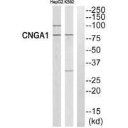 Western blot analysis of extracts from HepG2 cells and K562 cells, using CNGA1 antibody.