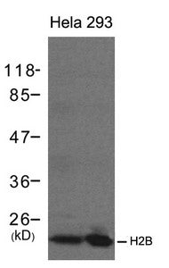 Western blot analysis of extracts from Hela and 293 cells using H2B antibody.