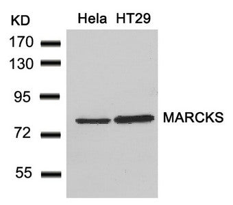 Western blot analysis of extracts from Hela and HT29 cells using MARCKS(Ab-162) Antibody.