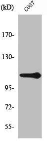 Western Blot analysis of COS7 cells using XRN2 Polyclonal Antibody
