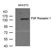 Western blot analysis of extracts from 3T3 cells using FGF Receptor 1(Ab-154) Antibody and the same antibody preincubated with blocking peptide.