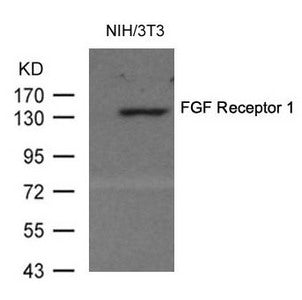 Western blot analysis of extracts from 3T3 cells using FGF Receptor 1(Ab-154) Antibody and the same antibody preincubated with blocking peptide.