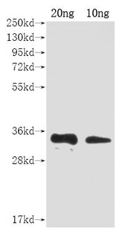 Western Blot Positive WB detected in Recombinant protein All lanes: A27L antibody at 1:2000 Secondary Goat polyclonal to rabbit IgG at 1/50000 dilution Predicted band size: 31 kDa Observed band size: 31 kDa