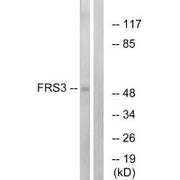 Western blot analysis of extracts from COS-7 cells, using FRS3 antibody.