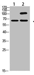 Western Blot analysis of 1,Hela 2,Mouse-kidney cells using primary antibody diluted at 1:2000(4°C overnight). Secondary antibody:Goat Anti-rabbit IgG IRDye 800( diluted at 1:5000, 25°C, 1 hour)