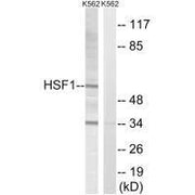 Western blot analysis of extracts from K562 cells, using HSF1 (Ab-142) antibody.
