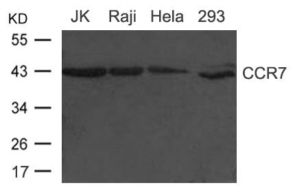 Western blot analysis of extract from HUVEC cells and Hematopoietic Stem Cells from Umbilical Cord Blood using CD34 Antibody