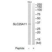 Western blot analysis of extracts from HeLa cells, using SLC25A11 antibody.