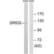 Western blot analysis of extracts from NIH/3T3 cells, using GRID2 antibody.