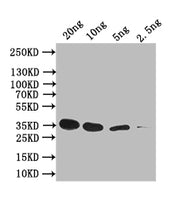 Western Blot Positive WB detected in: recombinant protein All lanes: sep-1 Antibody at 1:1000 Secondary Goat polyclonal to rabbit IgG at 1/50000 dilution Predicted band size: 35 kDa Observed band size: 35 kDa