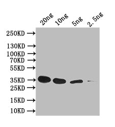 Western Blot Positive WB detected in: recombinant protein All lanes: sep-1 Antibody at 1:1000 Secondary Goat polyclonal to rabbit IgG at 1/50000 dilution Predicted band size: 35 kDa Observed band size: 35 kDa