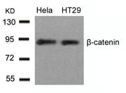 Western blot analysis of extracts from Hela and HT29 cells using b-Catenin(Ab-33) Antibody.