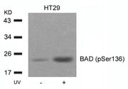 Western blot analysis of extracts from HT29 cells untreated or treated with UV using BAD(Phospho-Ser136) Antibody.