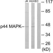 Western blot analysis of extracts from Jurkat cells and HUVEC cells, using p44 MAPK antibody.