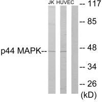 Western blot analysis of extracts from Jurkat cells and HUVEC cells, using p44 MAPK antibody.