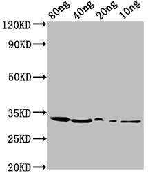 Western Blot Positive WB detected in Recombinant protein All lanes: benC antibody at 1:2000 Secondary Goat polyclonal to rabbit IgG at 1/50000 dilution Predicted band size: 33 kDa Observed band size: 33 kDa