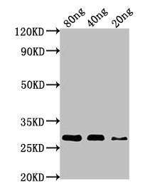 Western Blot Positive WB detected in Recombinant protein All lanes: nef antibody at 1:1000 Secondary Goat polyclonal to rabbit IgG at 1/50000 dilution Predicted band size: 28 kDa Observed band size: 28 kDa
