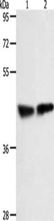 Gel: 10%SDS-PAGE, Lysate: 40 ug, Lane 1-2: Human fetal lung tissue, mouse lung tissue, Primary antibody: CSB-PA274085(RXFP4 Antibody) at dilution 1/100, Secondary antibody: Goat anti rabbit IgG at 1/8000 dilution, Exposure time: 2 minutes