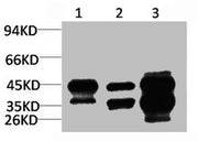 Western blot analysis of 1) HepG2, 2)3T3, 3) Rat Heart Tissue with DUSP6 Rabbit pAb diluted at 1:3,000.