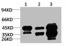 Western blot analysis of 1) HepG2, 2)3T3, 3) Rat Heart Tissue with DUSP6 Rabbit pAb diluted at 1:3,000.