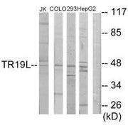 Western blot analysis of extracts from Jurkat cells, COLO205 cells, 293 cells and HepG2 cells, using TR19L antibody.