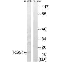 Western blot analysis of extracts from mouse muscle cells, using RGS1 antibody.