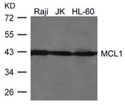 Western blot analysis of extracts from Raji, JK, HL-60 cells using MCL1 Antibody.