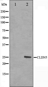 Western blot analysis on A549 cell lysate using Claudin 5 Antibody