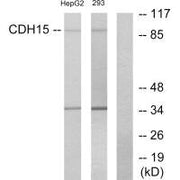 Western blot analysis of extracts from HepG2 cells and 293 cells, using CDH15 antibody.
