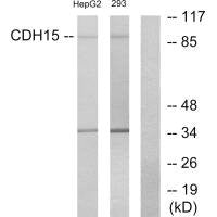 Western blot analysis of extracts from HepG2 cells and 293 cells, using CDH15 antibody.