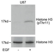 Western blot analysis of extracts from U87 cells untreated or treated with EGF using Histone H3(Phospho-Thr11) Antibody.