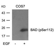 Western blot analysis of extracts from cos7 cells untreated or treated with EGF using BAD(Phospho-Ser112) Antibody