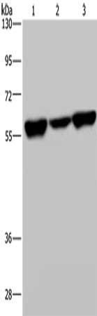 Gel: 8%SDS-PAGE, Lysate: 40 ug, Lane 1-3: 293T cells, A549 cells, Hela cells, Primary antibody: CSB-PA276563(API5 Antibody) at dilution 1/350, Secondary antibody: Goat anti rabbit IgG at 1/8000 dilution, Exposure time: 40 seconds