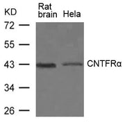 Western blot analysis of extracts from Rat brain tissue and Hela cells using CNTFRa Antibody.