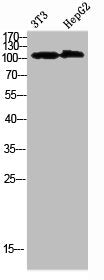Western Blot analysis of 3T3 HEPG2 cells using Collagen alpha-1(XXVIII)Polyclonal Antibody diluted at 1:1000. Secondary antibody was diluted at 1:20000