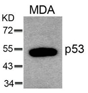 Western blot analysis of extracts from MDA cells using p53(Ab-6) Antibody.