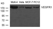 Western blot analysis of extract from Molt-4, Hela, MCF-7 and PC12 cells using VEGFR1 Antibody