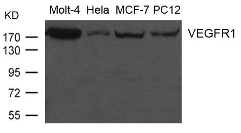 Western blot analysis of extract from Molt-4, Hela, MCF-7 and PC12 cells using VEGFR1 Antibody