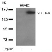 Western blot analysis of extracts from HUVEC cells using VEGFR-3 Antibody (right) and the same antibody preincubated with blocking peptide (left).