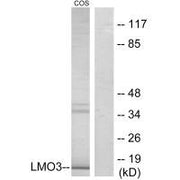 Western blot analysis of extracts from COS-7 cells, using LMO3 antibody.