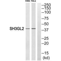 Western blot analysis of extracts from K562 cells and HeLa cells, using SH3GL2 antibody.