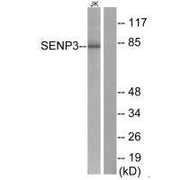Western blot analysis of extracts from Jurkat cells, using SENP3 antibody.