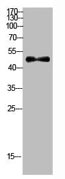 Western Blot analysis of MOUSE-BRAIN cells using Antibody diluted at 500