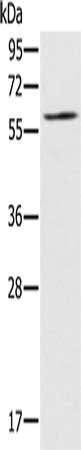 Gel: 8%SDS-PAGE, Lysate: 40 ug, Lane: NIH/3T3 cells, Primary antibody: CSB-PA278867(RELB Antibody) at dilution 1/200, Secondary antibody: Goat anti rabbit IgG at 1/8000 dilution, Exposure time: 20 seconds