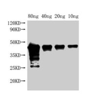 Western Blot Positive WB detected in Recombinant protein All lanes: Met antibody at 1:2000 Secondary Goat polyclonal to rabbit IgG at 1/50000 dilution Predicted band size: 42 kDa Observed band size: 45 kDa