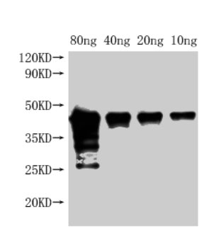 Western Blot Positive WB detected in Recombinant protein All lanes: Met antibody at 1:2000 Secondary Goat polyclonal to rabbit IgG at 1/50000 dilution Predicted band size: 42 kDa Observed band size: 45 kDa