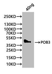 Western Blot Positive WB detected in: recombinant protein All lanes:POB3 Antibody at 1:1000 Secondary Goat polyclonal to rabbit IgG at 1/20000 dilution Predicted band size: 37 kDa Observed band size: 44 kDa